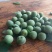 梅子10~15g