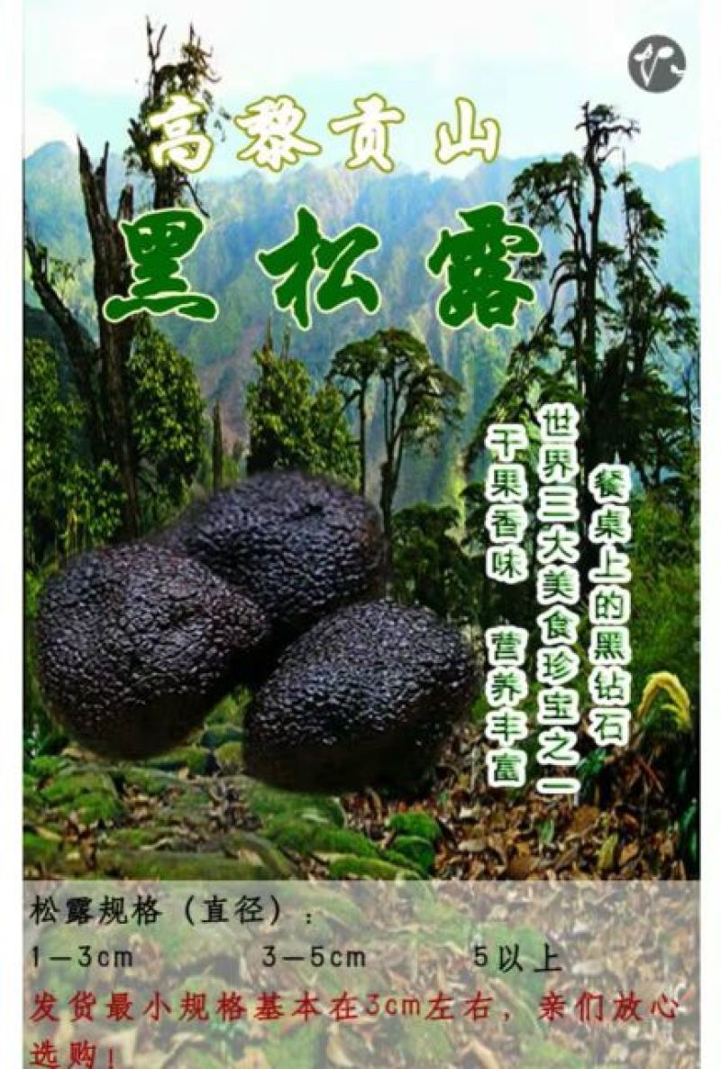黑松露4公分以上