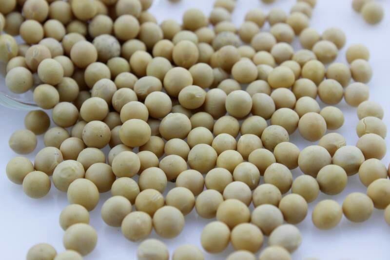 黄黄豆优质