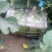 夏县精品麒麟西瓜上市了