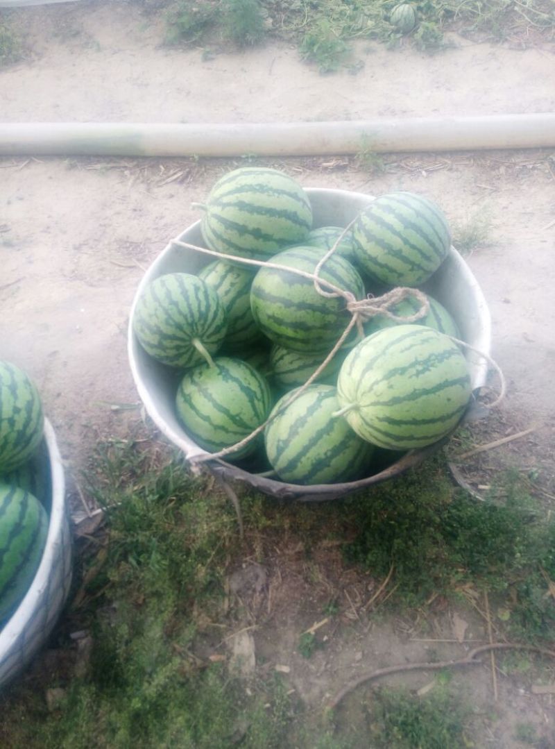 夏县精品麒麟西瓜上市了