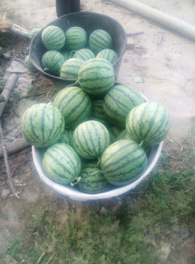 夏县精品麒麟西瓜上市了