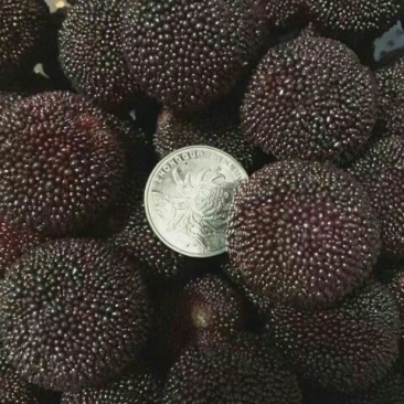 慈溪杨梅1.5~2cm