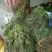 艾草野生艾草现摘现发
