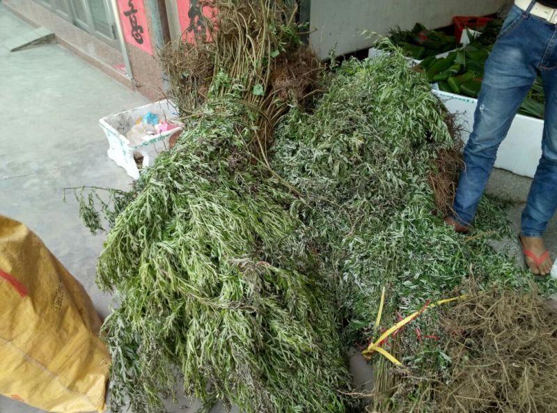 艾草野生艾草现摘现发