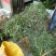 艾草野生艾草现摘现发