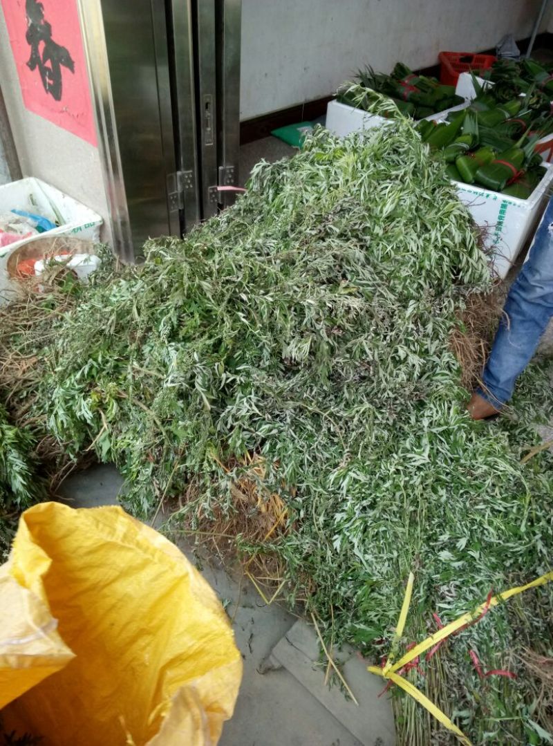 艾草野生艾草现摘现发