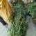 艾草野生艾草现摘现发