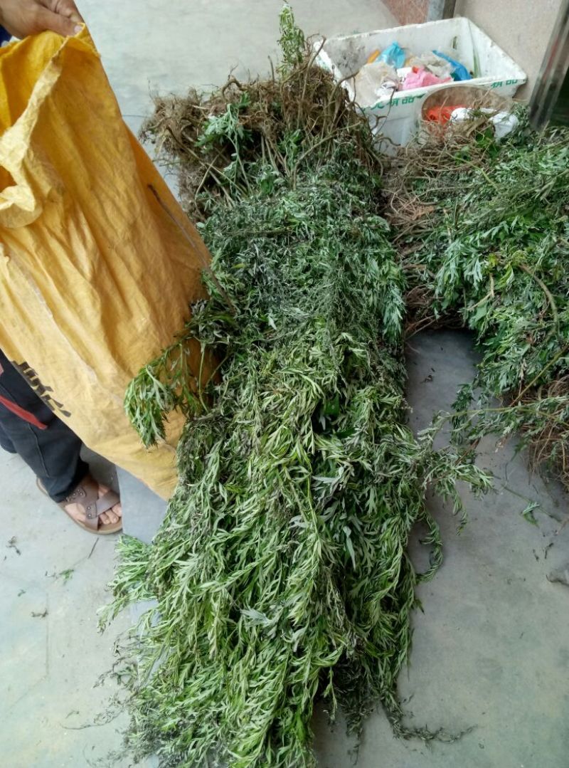 艾草野生艾草现摘现发