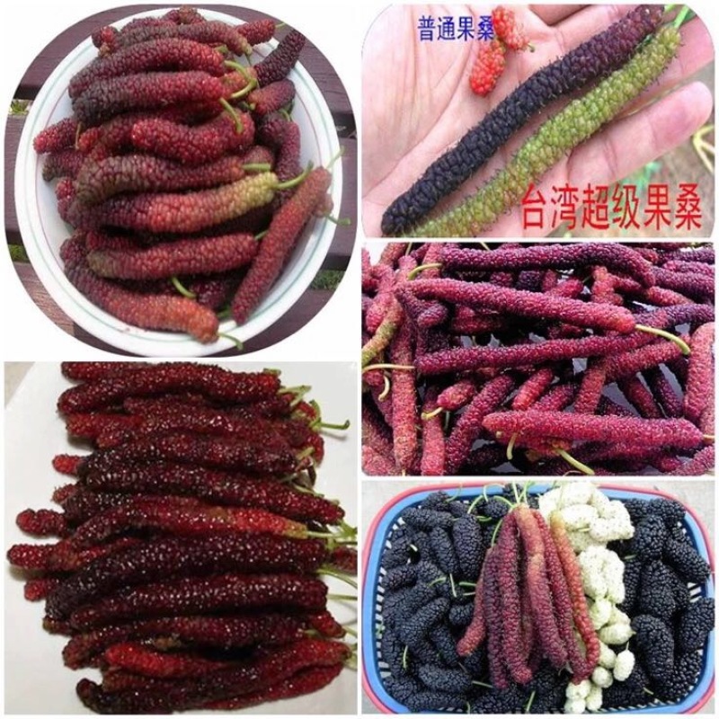 【优质桑树苗】台湾长果桑0.5以上嫁接苗【苗圃直发】