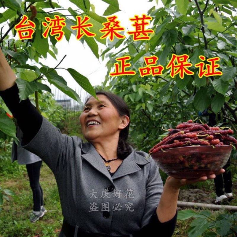 【优质桑树苗】台湾长果桑0.5以上嫁接苗【苗圃直发】