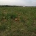 鸡散养土鸡2~3斤