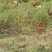 鸡散养土鸡2~3斤