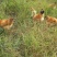 鸡散养土鸡2~3斤