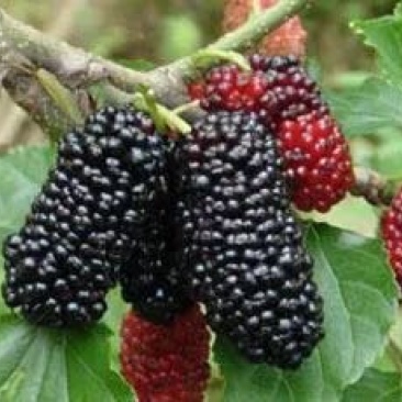 台湾四季果桑苗0.5以上嫁接苗