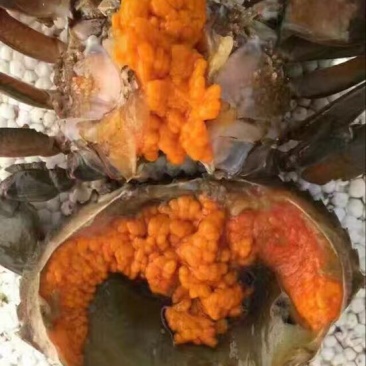 膏蟹100克缅甸鲜活螃蟹青蟹