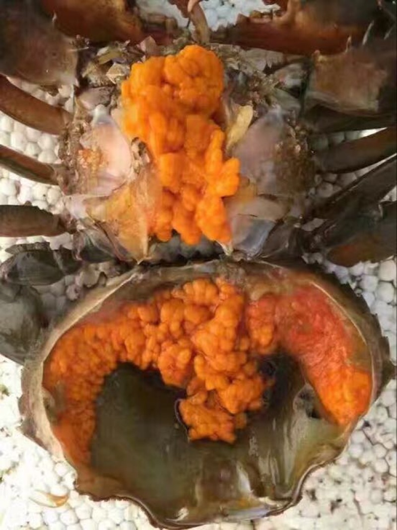 膏蟹100克缅甸鲜活螃蟹青蟹