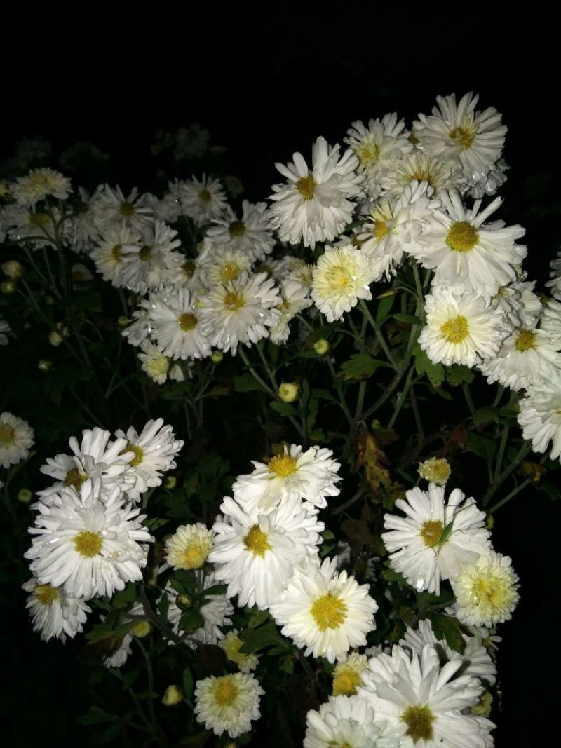 白菊花茶一级
