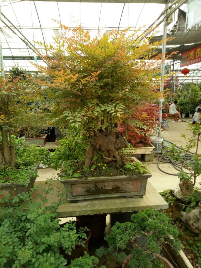 红叶南天竹50~80cm