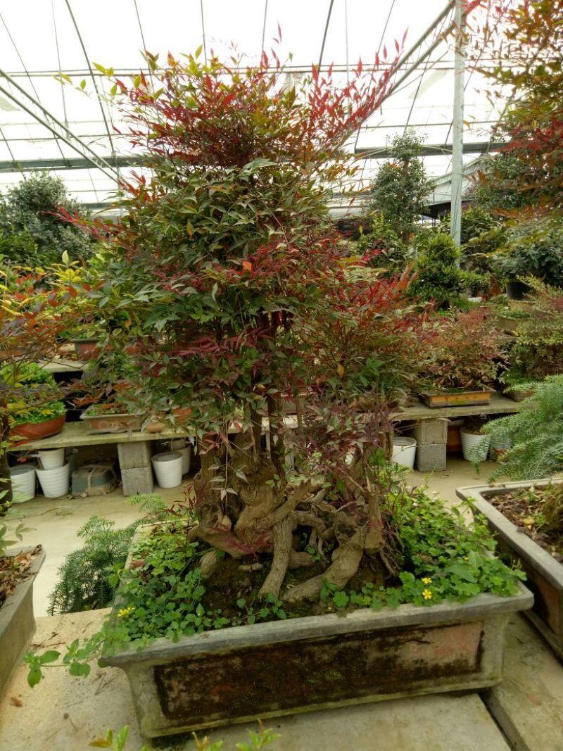 红叶南天竹50~80cm