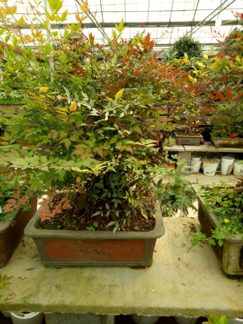 红叶南天竹50~80cm