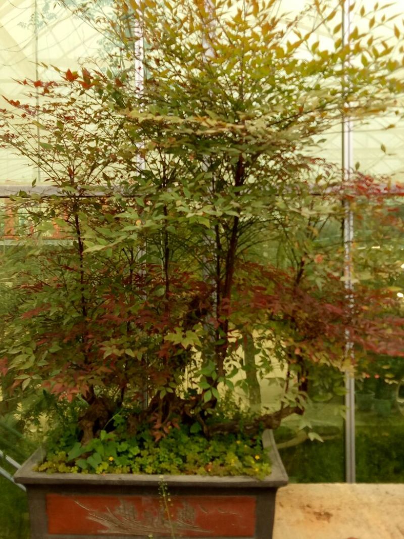 红叶南天竹50~80cm