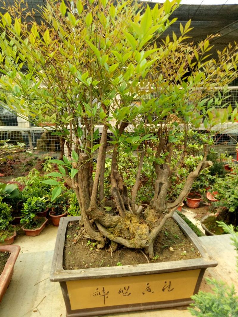 红叶南天竹50~80cm