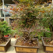 红叶南天竹50~80cm