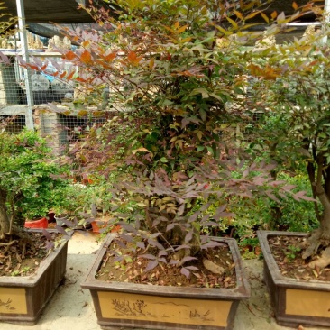 红叶南天竹50~80cm