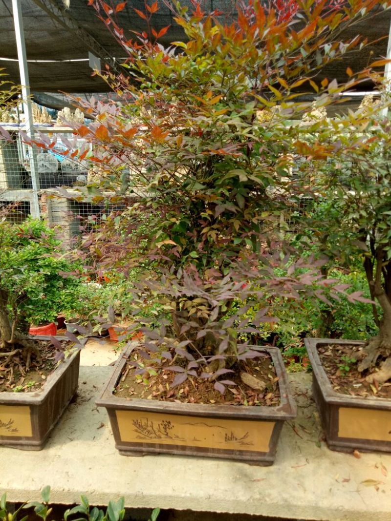 红叶南天竹50~80cm