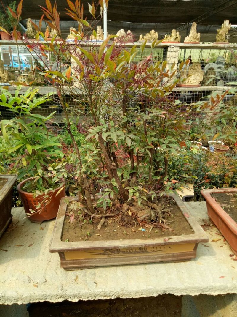 红叶南天竹50~80cm