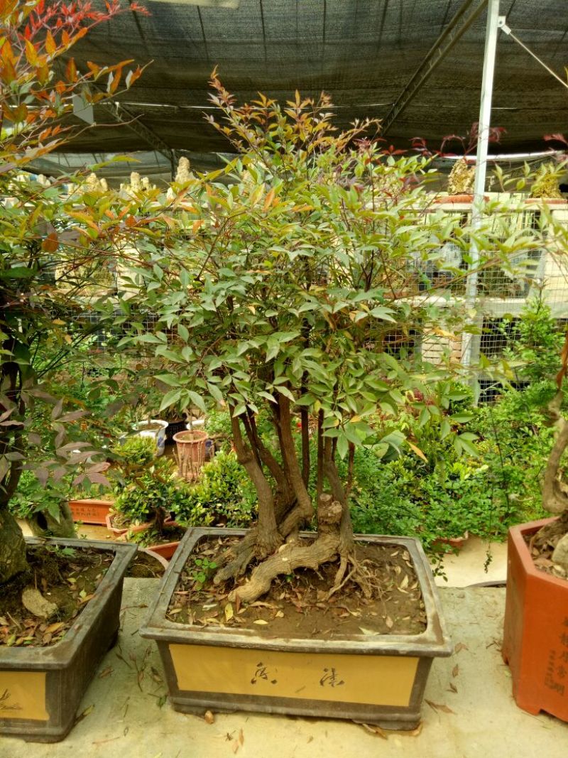 红叶南天竹50~80cm