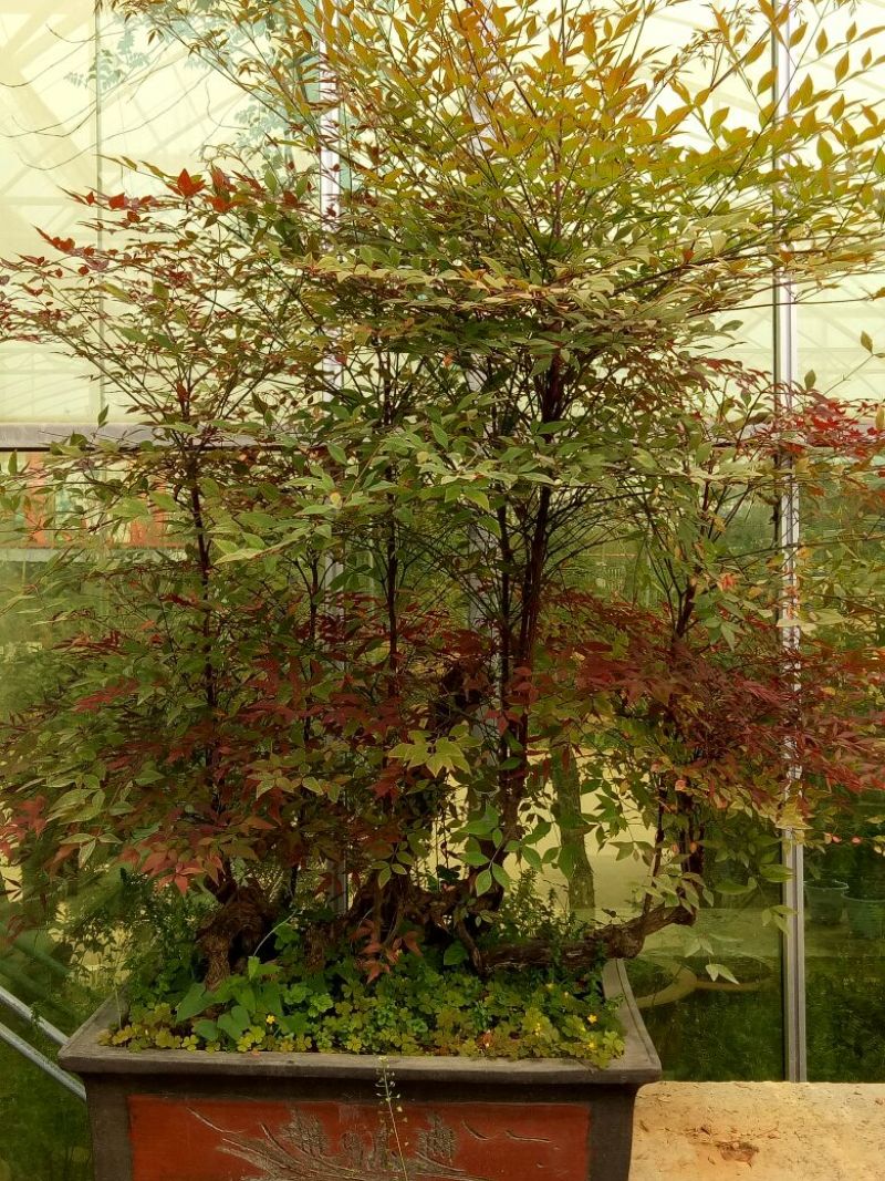 红叶南天竹50~80cm
