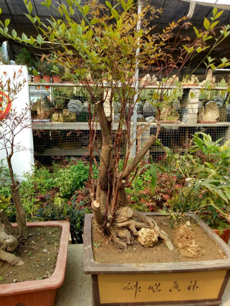 红叶南天竹50~80cm
