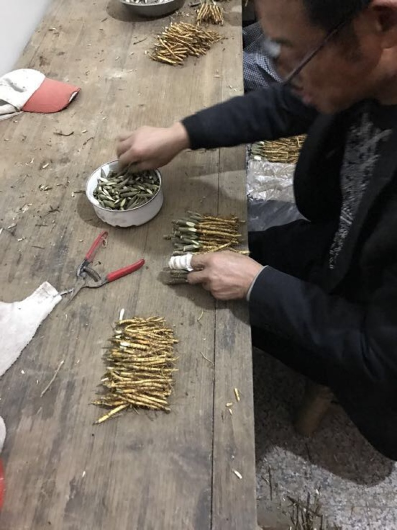 台湾四季果桑苗0.5以上嫁接苗