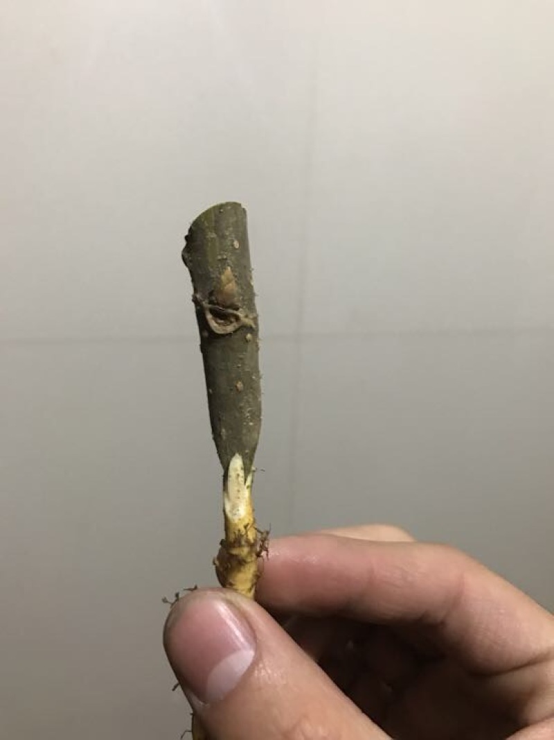 【优质桑树苗】台湾长果桑0.5以上嫁接苗【苗圃直发】