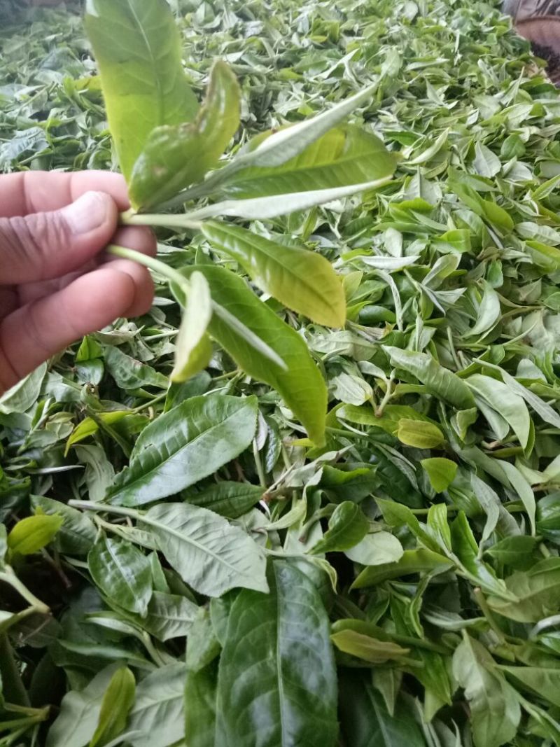 普洱茶一级