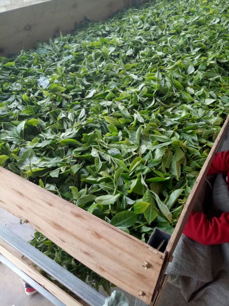 普洱茶一级