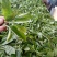 普洱茶一级