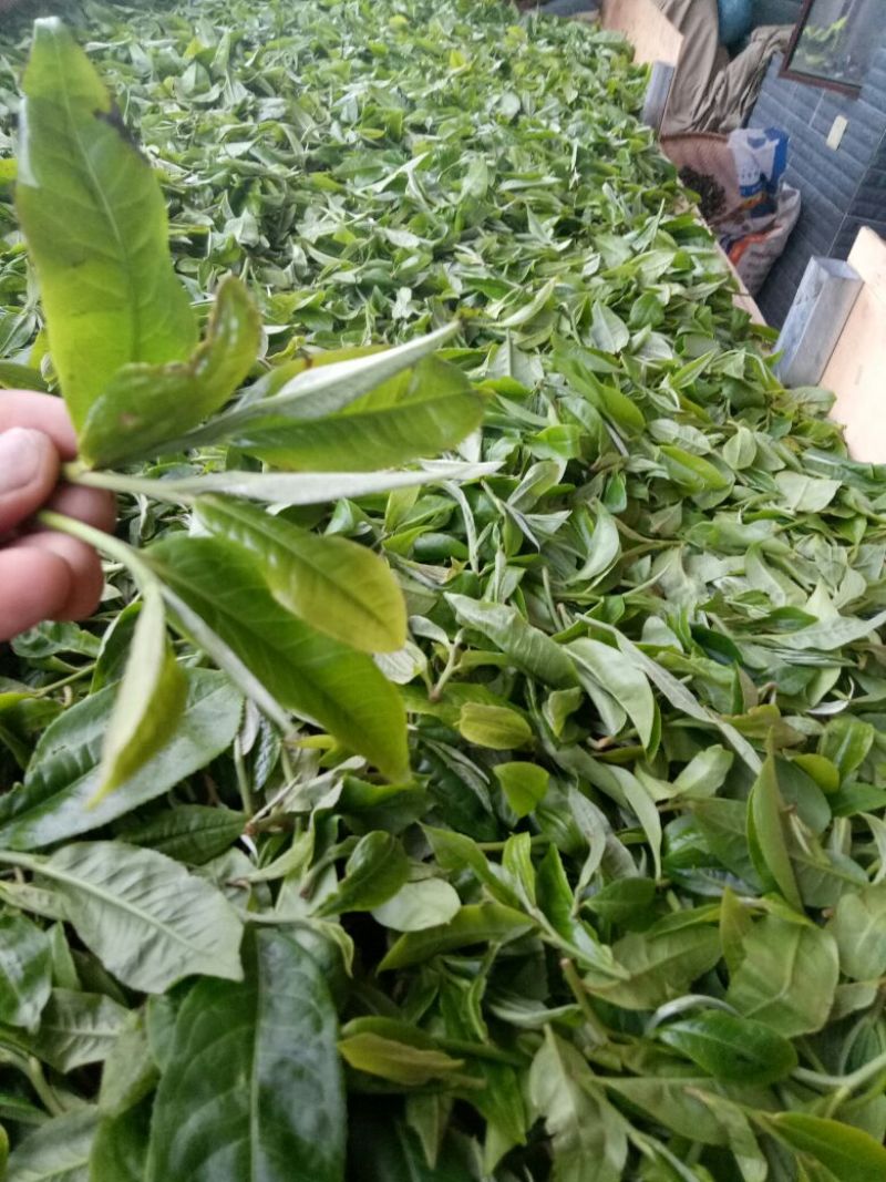 普洱茶一级