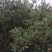 东魁杨梅