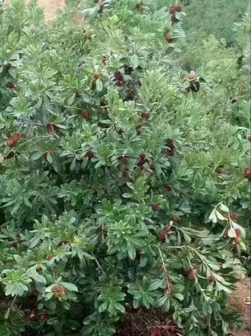 东魁杨梅