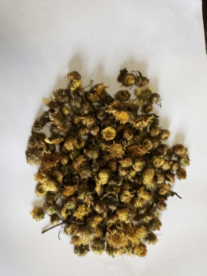 杭州白菊散装