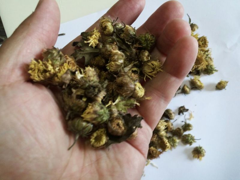 杭州白菊散装