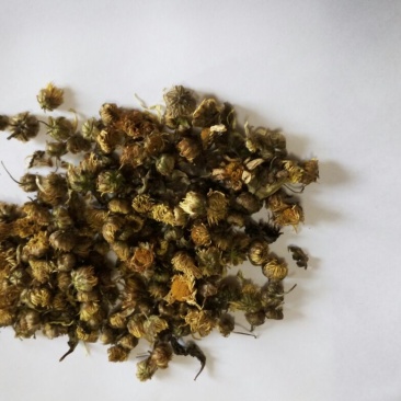 杭州白菊散装