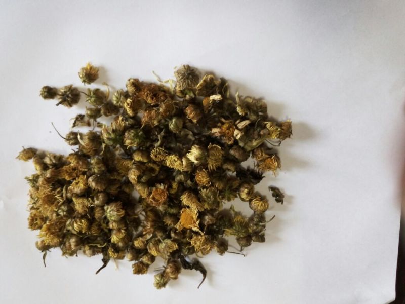杭州白菊散装