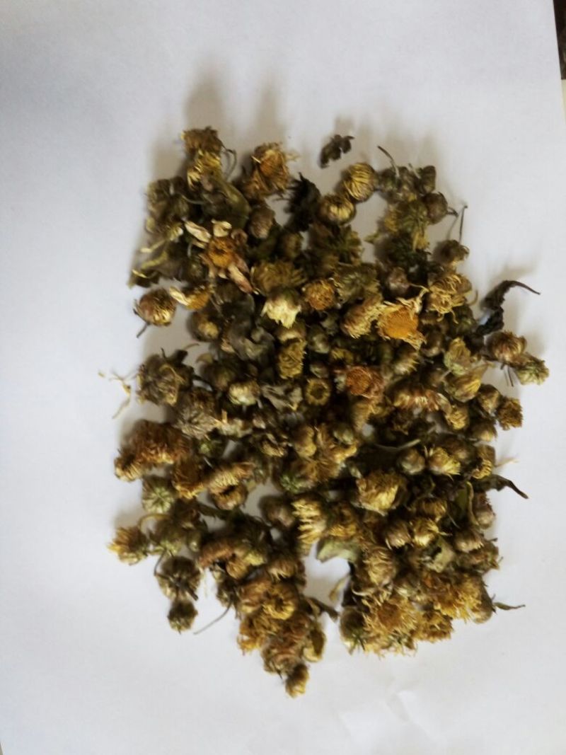 杭州白菊散装