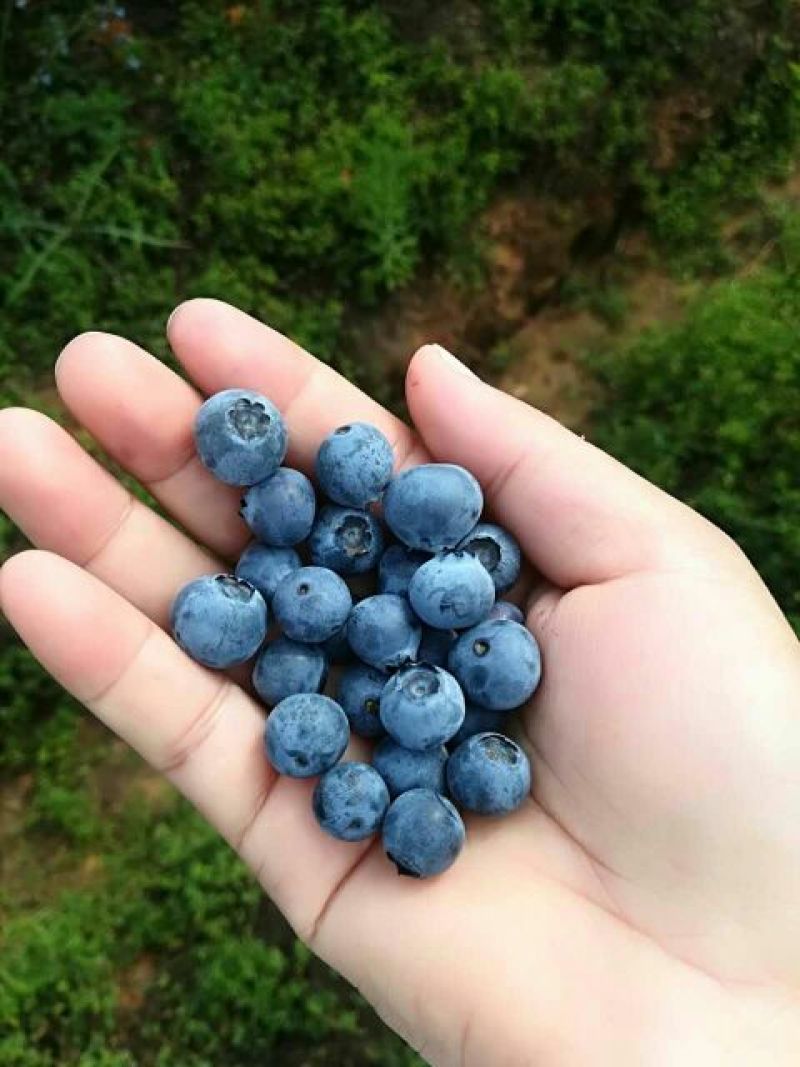 蓝莓鲜果2~4mm以上