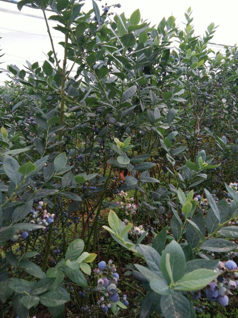 蓝莓鲜果2~4mm以上