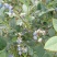 蓝莓鲜果2~4mm以上